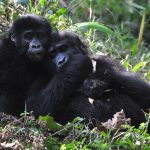 1-day gorilla trekking in Nkuringo from Kigali.