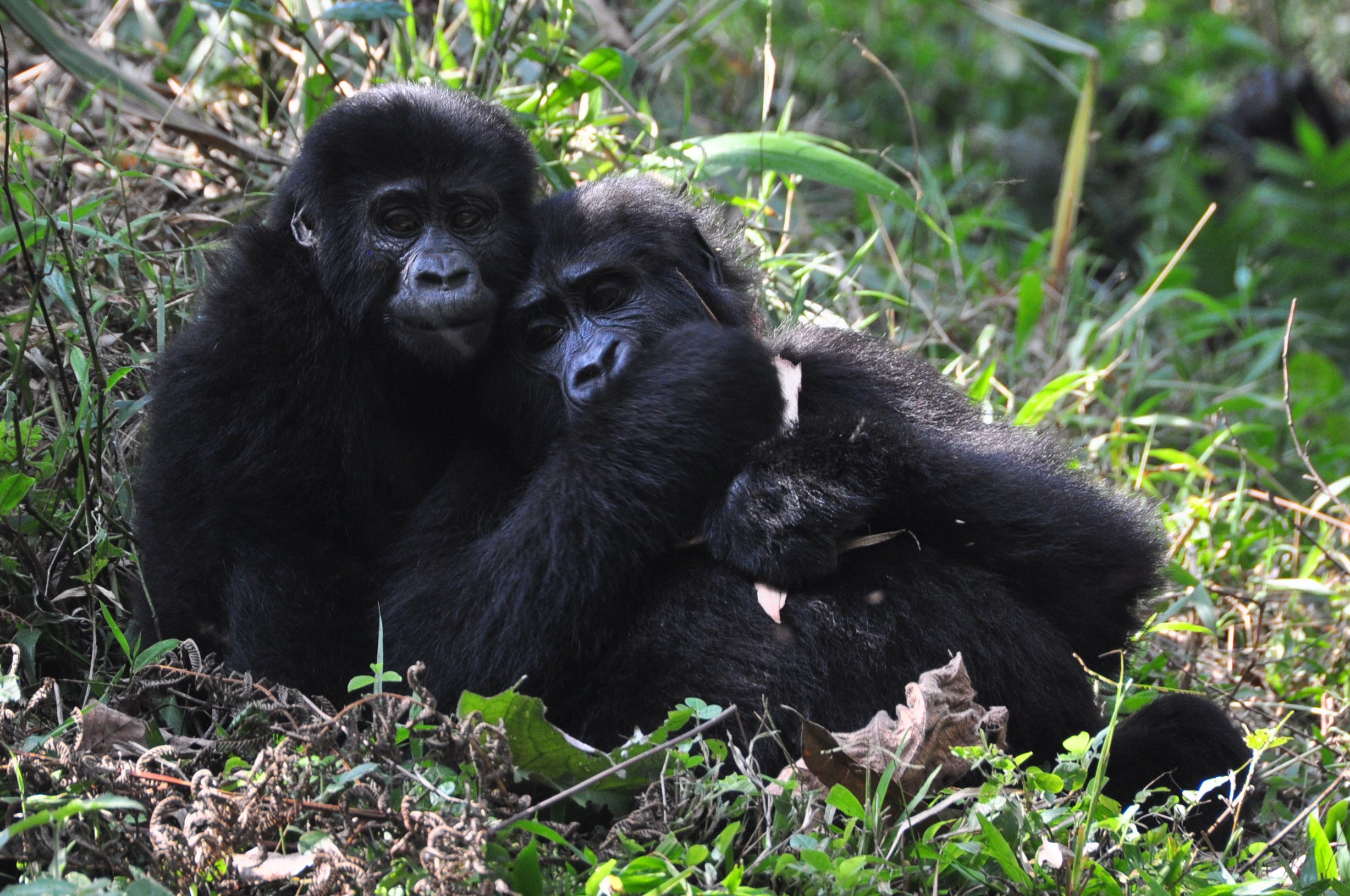 Read more about the article 1-day gorilla trekking in Nkuringo from Kigali.