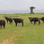 Wildlife Encounters in Uganda with Abunda Discoveries Uganda