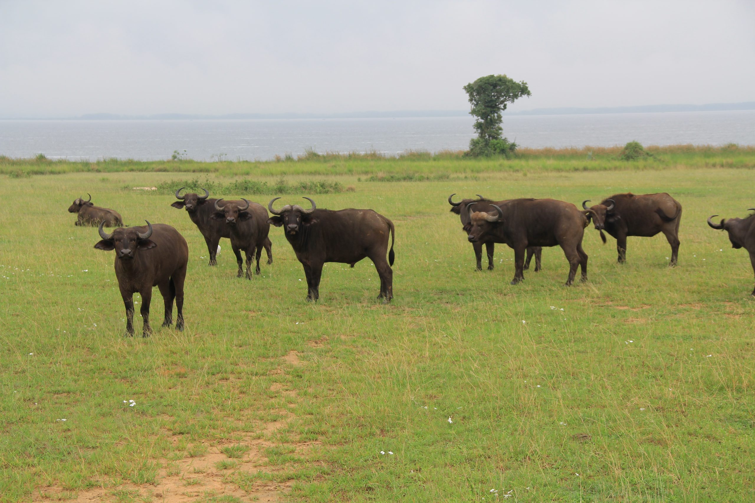 Read more about the article Wildlife Encounters in Uganda with Abunda Discoveries Uganda