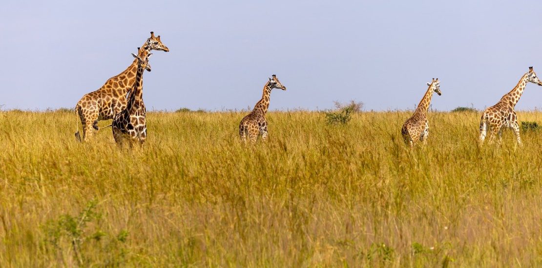 3 best places to see giraffes in Uganda.