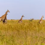 3 best places to see giraffes in Uganda.