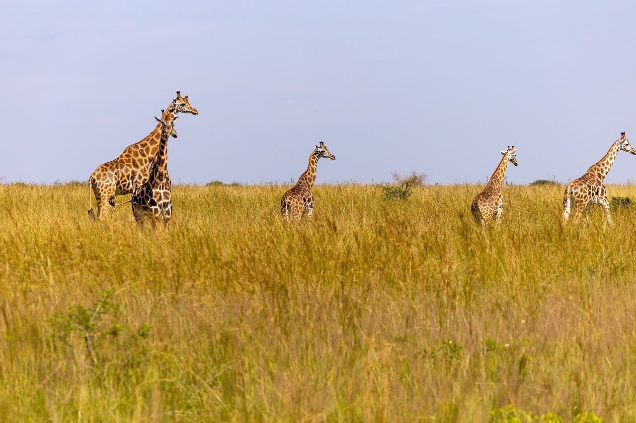 Read more about the article 3 best places to see giraffes in Uganda.