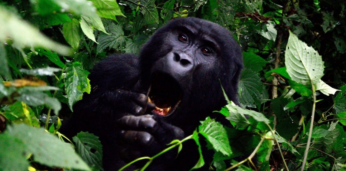 1 day bwindi gorilla trekking from kigli