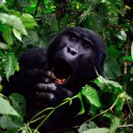 1day Bwindi gorilla trekking from Kigali.