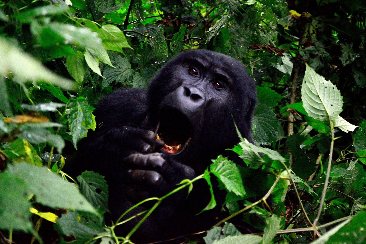 Read more about the article 1day Bwindi gorilla trekking from Kigali.