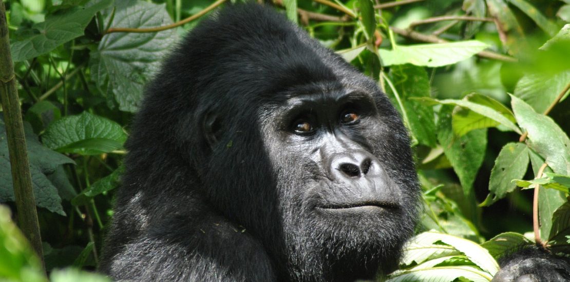 1 day Gorilla trekking in ruhija from kigali.