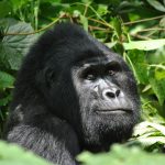 1day gorilla trekking in Ruhija from Kigali.