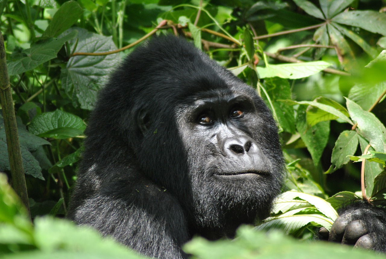 Read more about the article 1day gorilla trekking in Ruhija from Kigali.