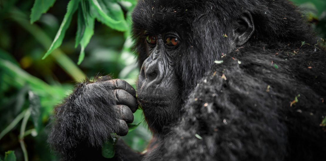 1 day gorilla trekking in buhoma from kigali