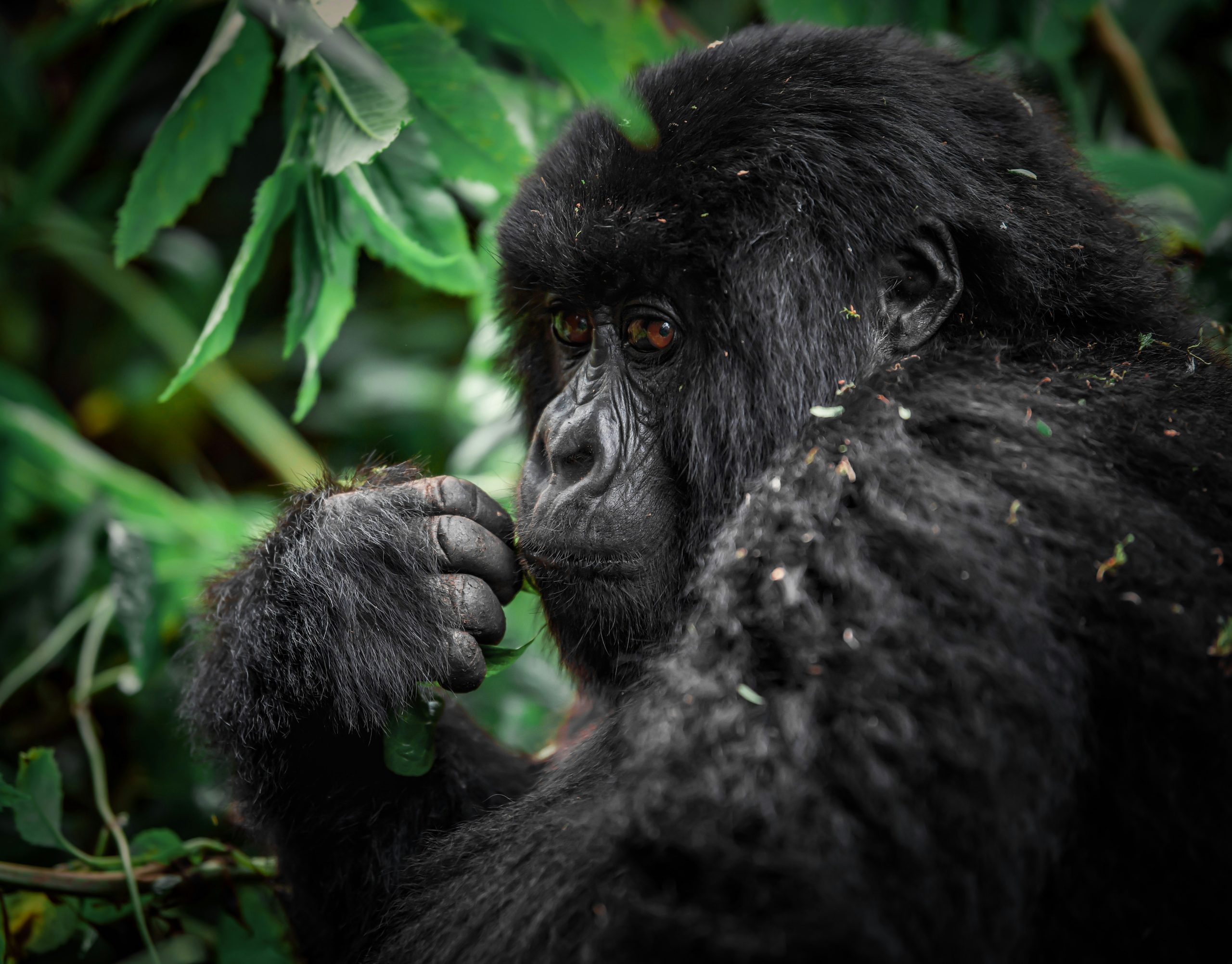 Read more about the article 1day gorilla trekking in Buhoma from Kigali.