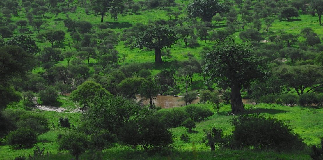 2 days safari Tarangire national park and Ngorongoro crater.