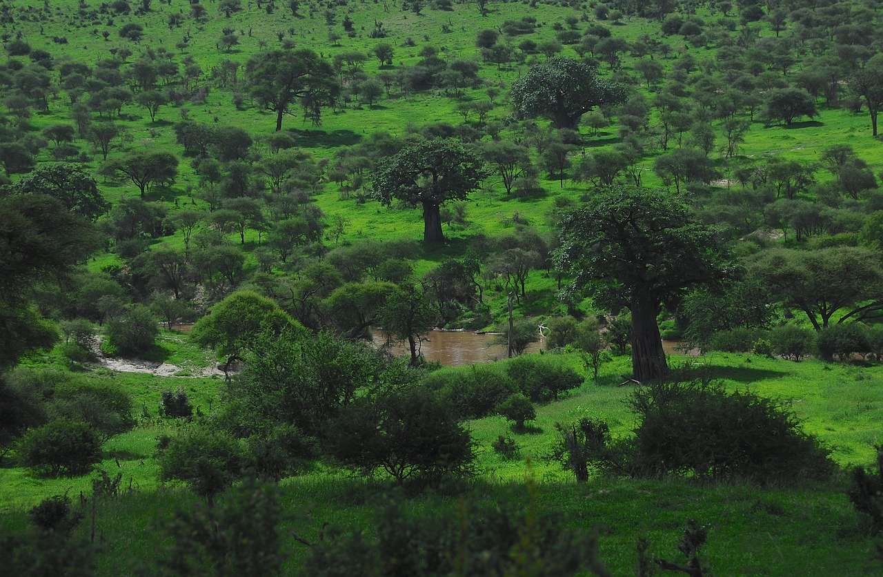 2 days safari Tarangire national park and Ngorongoro crater.