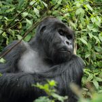 How mountain gorillas behave.