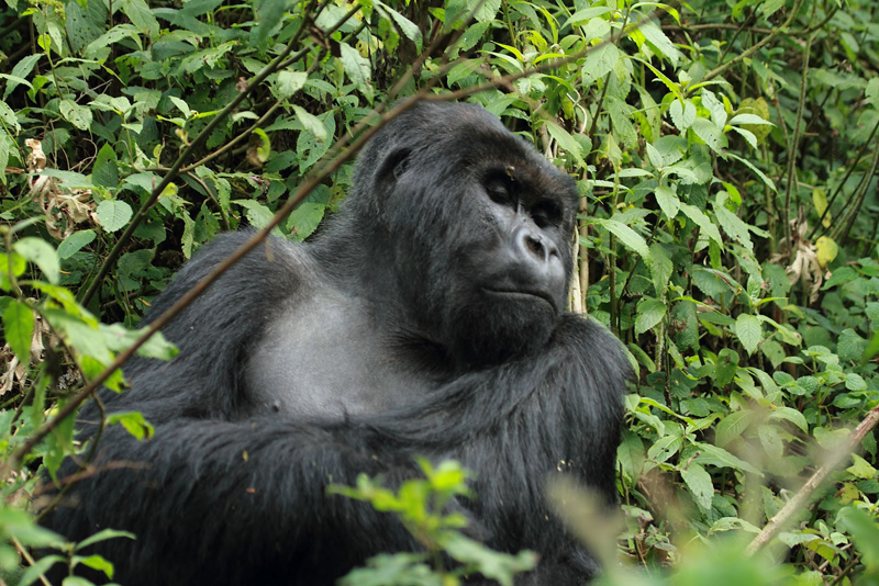 Read more about the article How mountain gorillas behave.