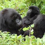 Gorilla trekking certificates.