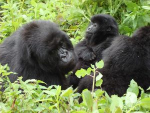 Read more about the article Gorilla trekking certificates.