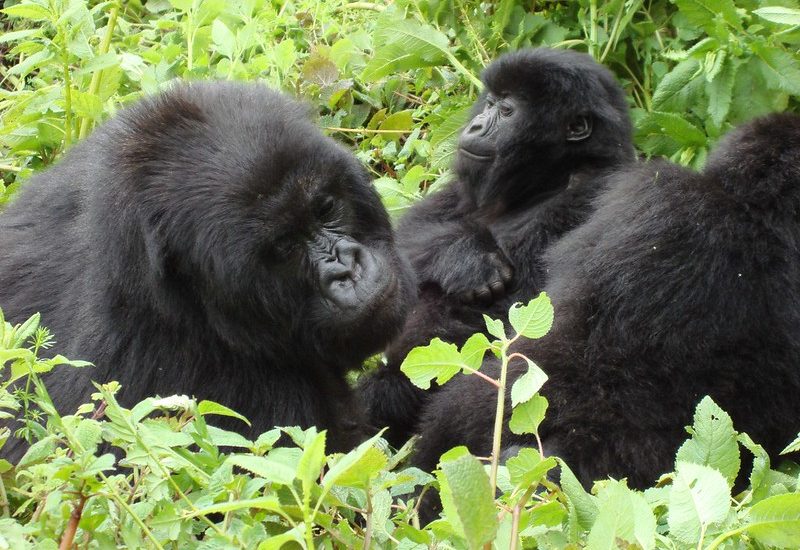  Gorilla trekking safari for Christmas