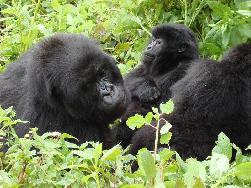 Read more about the article  Gorilla trekking safari for Christmas