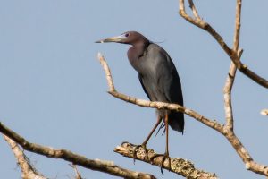 Read more about the article 3 days savanna birding tour.