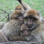 Patas monkeys in Uganda