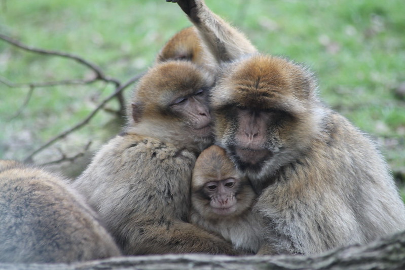 Patas monkeys in Uganda.