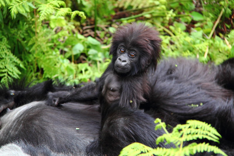 end of year gorilla trekking