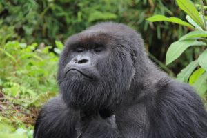 Read more about the article Gorilla trekking tours from Mirama Hills.