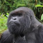 how to get a free Gorilla trekking permit in Rwanda or Uganda..