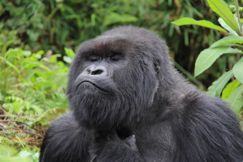 how to get a free Gorilla trekking permit in Rwanda or Uganda.