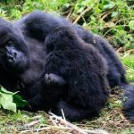 Trekking a gorilla group with many gorillas in Congo.