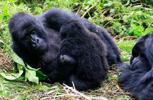 trekking a gorilla with many gorillas in Congo