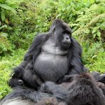 Facts about gorilla trekking