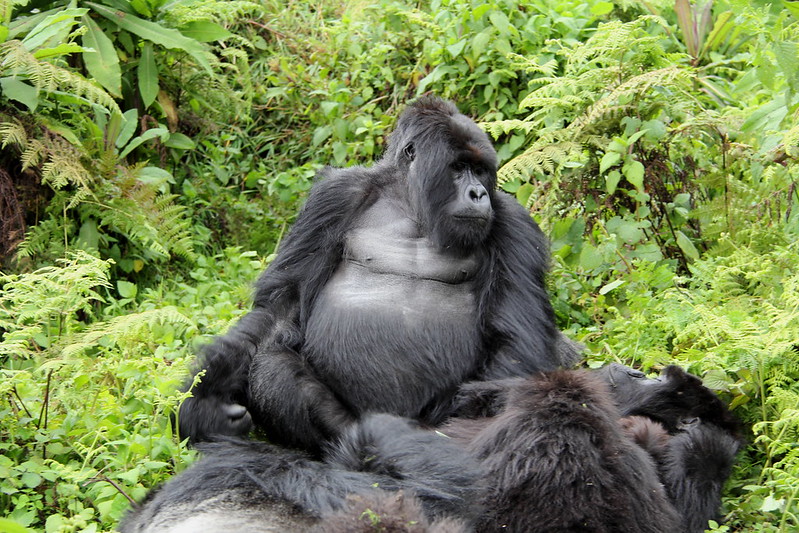 facts about gorilla trekking