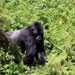 tipping guide during gorilla safaris.