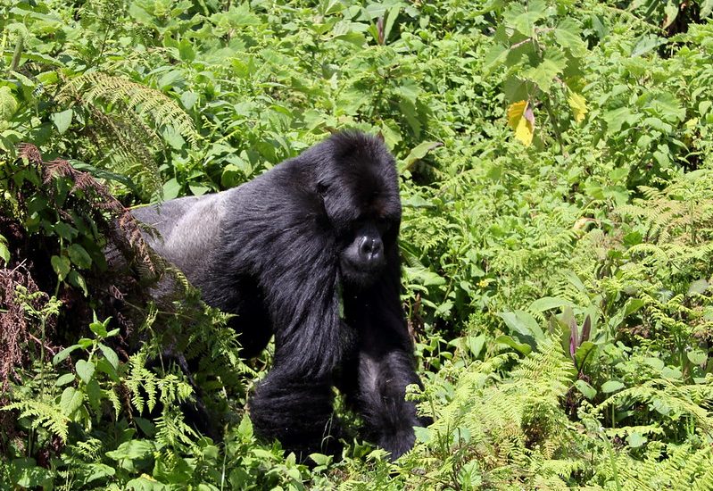 tipping guide during gorilla safaris