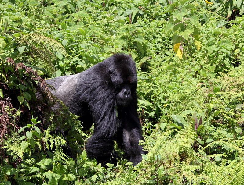 You are currently viewing tipping guide during gorilla safaris.