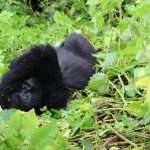 how do mountain gorillas move.