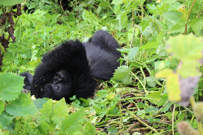 how do mountain gorillas move