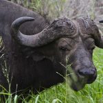 Interesting facts about the African Buffalo.