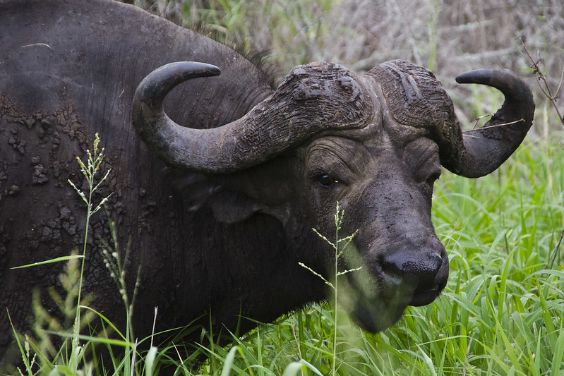 Interesting facts about the African Buffalo.