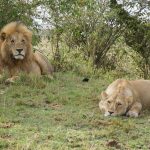 Lion tracking experience.