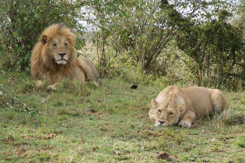 Lion Tracking Experience