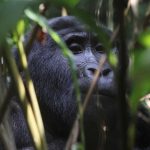 Stay in Buhoma sector and trek gorillas in Ruhija region