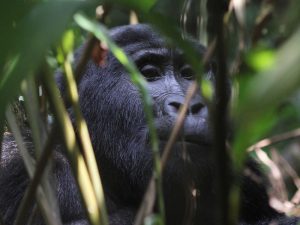 Read more about the article Stay in Buhoma sector and trek gorillas in Ruhija region