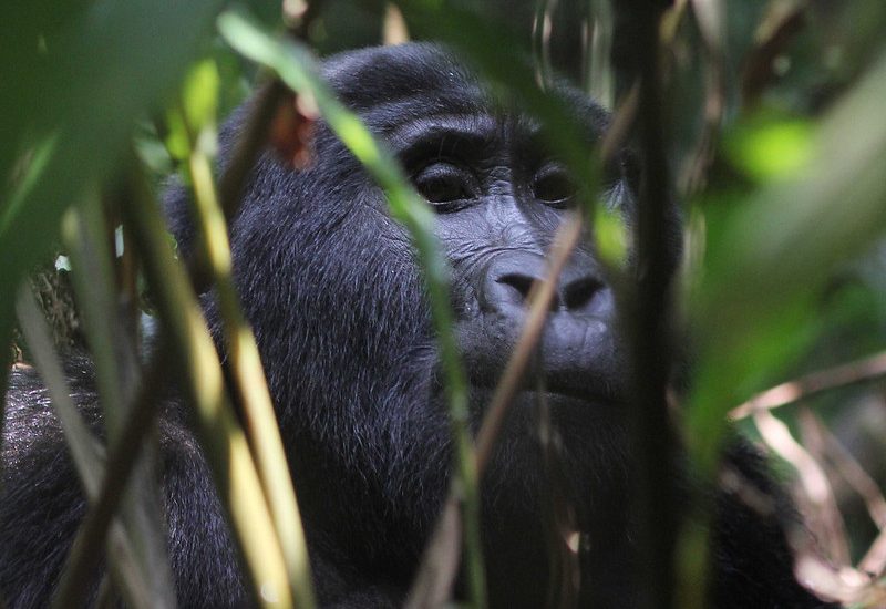 Stay in Buhoma sector and trek gorillas in Ruhija region