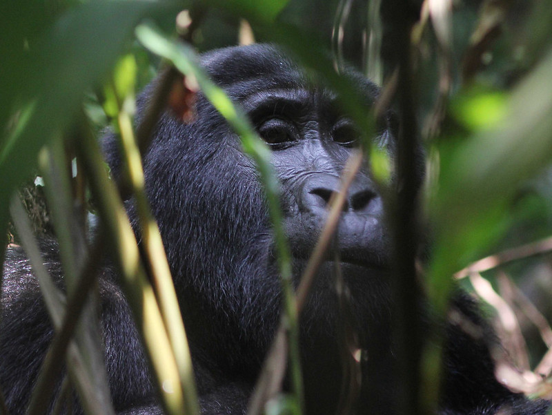 You are currently viewing Stay in Buhoma sector and trek gorillas in Ruhija region