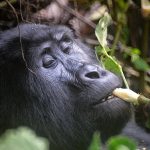 Safaris to see apes in uganda.