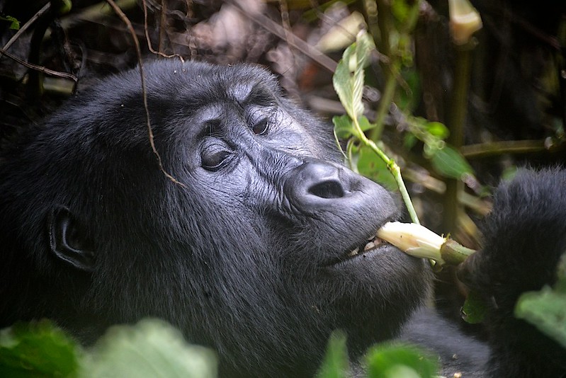 Safaris to see apes in uganda.