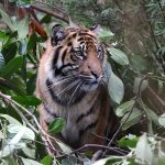 Tigers in Uganda, Uganda wildlife educational Centre.